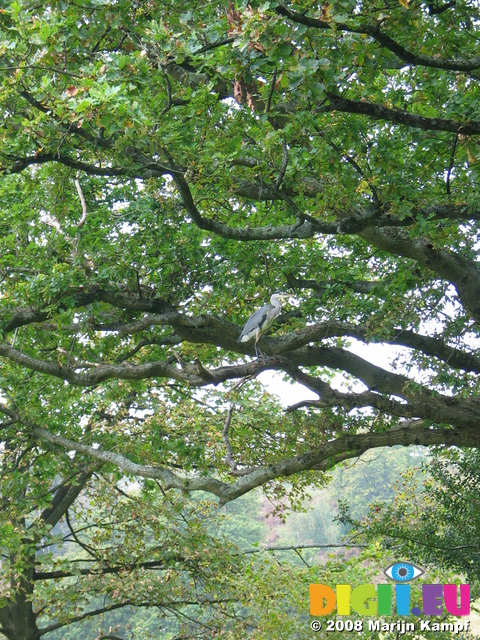 23583 Heron in tree